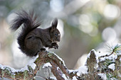 Schweiz Eurasisches Eichhörnchen Sciurus vulgaris