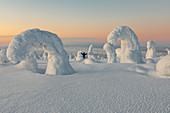 Frozen tree, called Tykky, in the snowy woods at Riisitunturi National Park (Posio, Lapland, Finland, Europe)