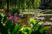 Givenchy, Normandie, Frankreich. Seerose über einem kleinen See im Haus des alten Monet.