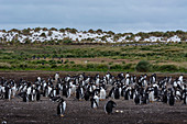Eselspinguine (Pygoscelis papua), Seelöweninsel, Falklandinseln.