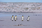 King penguin (Aptenodytes patagonica), Volunteer Point, Falkland Islands.