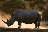 White rhinoceros (Ceratotherium simum), Kalahari, Botswana.
