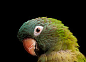 A parrot with grey and green feathers, bird head.