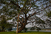 Big tree in Champasak, Laos, Asia