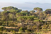 France, Var, Vidauban, National Nature Reserve of the Plaine des Maures, umbrella pine or parasol pine (Pinus pinea), at the bottom the massif of Maures