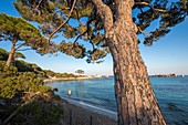 France, South Corsica, Porto-Vecchio, Palombaggia, beach of Tamaricciu