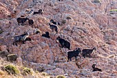 Frankreich, Corse du Sud, Golf von Porto, von der UNESCO zum Weltkulturerbe erklärt, Capo Rosso, Wildziegen