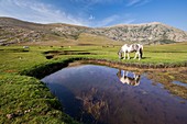 France, Haute-Corse, the lake Nino (1760m), stage on the GR 20 between the refuge of Manganu and the collar of Verghio or Castellu di Vergio, horses grazing the grass around pozzines (small puddles of water surrounded with grassy lawns)