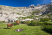 France, Haute-Corse, valley of Restonica, cow and calf on the lake of Oriente or lavu del Oriente (2061m) and the summit of Monte Rotondo (2622m)