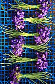 France, Alpes Maritimes, Tourrettes sur Loup, Quentin production, bunch of violets
