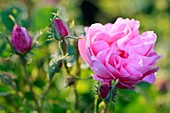 Frankreich, Alpes Maritimes, Grasse, Rosessences, Mai Rose (Centifolia)