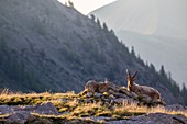 Frankreich, Alpes-de-Haute-Provence, Mercantour-Nationalpark, Haut Verdon, männlicher erwachsener Steinbock (Capra ibex)