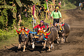 Makepun, Büffelrennen, unweit der Stadt Negara auf Bali, Indonesien, Südostasien, Asien