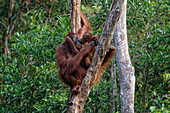 Weiblicher Orang-Utan mit Jungtier im Tanjung Puting Nationalpark, Insel Borneo, Indonesien, Südostasien, Asien