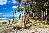 West beach, beach, forest, Baltic Sea, Ahrenshoop, Mecklenburg-Western Pomerania, Germany, Europe