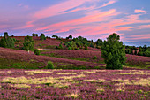 Heath blossom, heather, view, Wilseder Berg, Lueneburg Heath, Lower Saxony, Germany, Europe