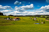 Bauernhöfe und Blumenwiese, Jostal, bei Breitnau, Hochschwarzwald, Schwarzwald, Baden-Württemberg, Deutschland