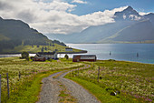 Blumenwiese am Selfjorden, Bei Andopsnes, Flakstadoeya, Lofoten, Nordland, Norwegen, Europa