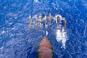 Frankreich, Französisch-Polynesien, Tuamotu-Archipel, Rangiroa-Atoll, Tiputa-Pass, Kreuzfahrt auf dem Aranui 5-Frachter, Tursiops-Delfine (Tursiops truncatus), Bootsbirne