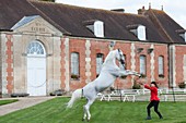 Frankreich, Orne, Pin au Haras, Gestüt Pin National, Präsentation der Dressur im Hof des Schlosses