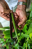 France, Reunion island, blue vanilla