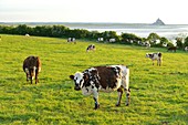 France, Manche, Mont Saint Michel Bay listed as World Heritage by UNESCO, Mont Saint Michel, the high tides, cows