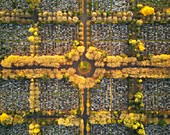 France, Hauts de Seine, Bagneux, Bagneux cimetery (aerial view)