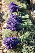 France, Vaucluse, bouquet of real lavender harvested at the cut in the vicinity of Sault