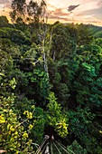 Frankreich, Französisch-Guayana, Kourou, Camp Canopee, Klettern mit einem Seil zum Baldachin, 36 m über dem Boden