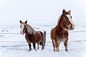 France, Lozere, Aubrac Regional Nature Park, Montgros, Breton mare with chestnut dress and foal
