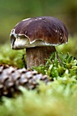 France, Haut Rhin, Sewen, Ballon d Alsace, forest, mushrooms (Boletus edulis), Douglas fir cone (Pseudotsuga menziesii), moss