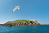 France, Cotes d'Armor, Perros Guirec, Rouzic island and the colony of gannet in the nature reserve of the Seven Islands