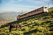 France, Pyrenees Atlantiques, Basque country, Ascain, Pottocks, pony race, on the slopes of the Rhune (905m) in front of the little train
