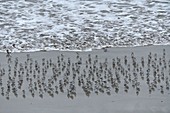France, Finistere, Cleder, Kerfissien beach, Sanderling (Calidris alba) at high tide