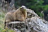 Switzerland, Jura, Canton Neuchatel, Massif Chasseral, marmot in autumn on a rock