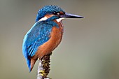 France, Doubs, bird, Kingfisher (Alcedo atthis), imature