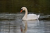 France, Doubs, natural area of Allan, Mute Swan (Cygnus olor)