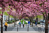 Frankreich, Paris, die mit blühendem Prunus gesäumte Vivaldi-Gasse ist Teil der Coulee Verte Rene-Dumont (ehemalige Promenade Plantee) an der Stelle einer alten Eisenbahnlinie