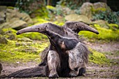 France, Sarthe, La Fleche, La Fleche Zoo, mating of giant anteaters (Myrmecophaga tridactyla)otection status, Washington Convention Appendix II, IUCN status, Near Threatened (NT)