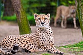Frankreich, Sarthe, La Fleche, La Fleche Zoo, Schutzstatus des Geparden (Acinonyx jubatus), Anhang IA (CITES) des Washingtoner Übereinkommens, IUCN-Status, gefährdet (VU)