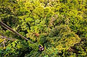 Frankreich, Französisch-Guayana, Kourou, Camp Canopee, Klettern mit einem Seil zum Baldachin, 36 m über dem Boden