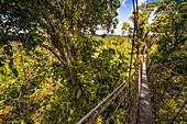 Frankreich, Französisch-Guayana, Kourou, Camp Canopee, Entdeckung des Baldachins, 36 m über dem Boden, dank Hängebrücken von Baum zu Baum