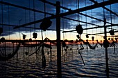 France, Herault, Marseillan, oyster farming, Tarbouriech company, oyster farming, shellfish farmers