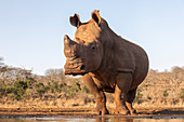 White rhino (Ceratotherium simum) bull at water, Zimanga private game reserve, KwaZulu-Natal, South Africa, Africa