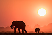 Afrikanische Elefanten (Loxodonta africana) bei Sonnenuntergang, Chobe National Park, Botswana, Afrika