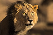 Männchen Löwe (Panthera Leo), Kgalagadi Transfrontier Park, Südafrika, Afrika