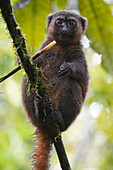 Großer Bambusmaki (Prolemur simus), Parc National de Ranomafana, Ranomafana, Zentral-Madagaskar, Afrika