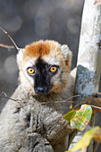 Rotstirn-Maki, Männchen (Eulemur rufifrons), Reserve Forestiere de Kirindy, Kirindy Forest, West-Madagaskar, Afrika