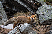 Red fox (Vulpes vulpes), Valsavarenche, Gran Paradiso National Park, Aosta Valley, Italy, Europe