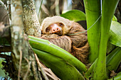 Hoffmann's two-toed sloth (Choloepus hoffmanni), La Fortuna, Arenal National Park, Alajuela Province, Costa Rica, Central America